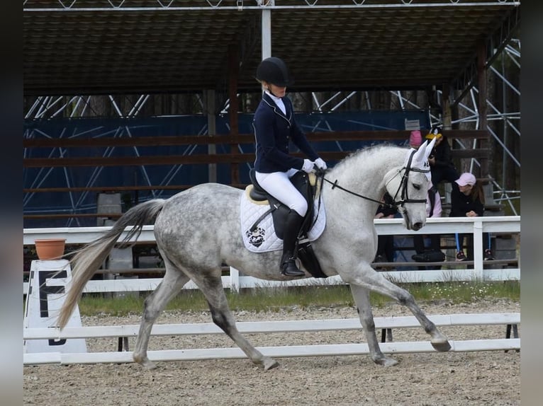 Oldenburg-International (OS) Mare 6 years 15,2 hh Gray in Wysin