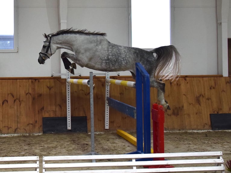 Oldenburg-International (OS) Mare 6 years 15,2 hh Gray in Wysin