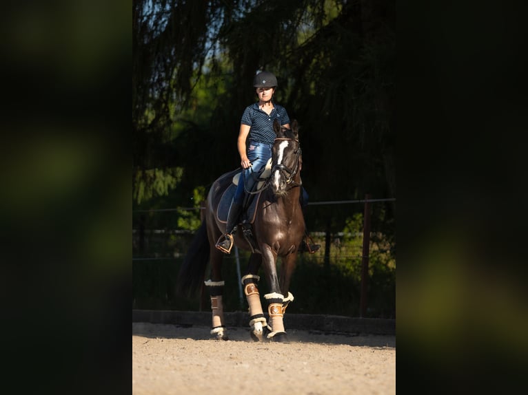 Oldenburg-International (OS) Mare 6 years 16,1 hh Black in Lgota