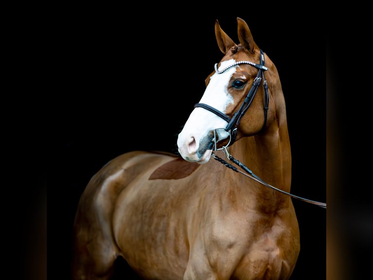 Oldenburg-International (OS) Mare 6 years 16,1 hh Chestnut in Altenberge