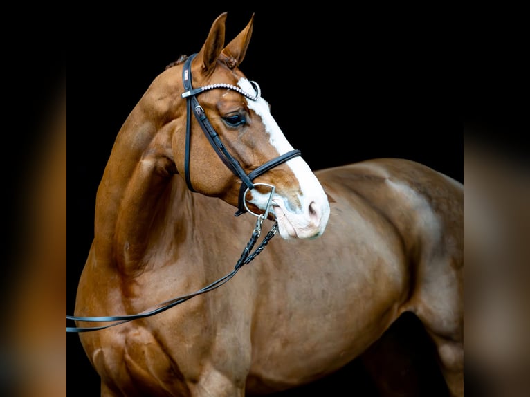 Oldenburg-International (OS) Mare 6 years 16,1 hh Chestnut in Altenberge