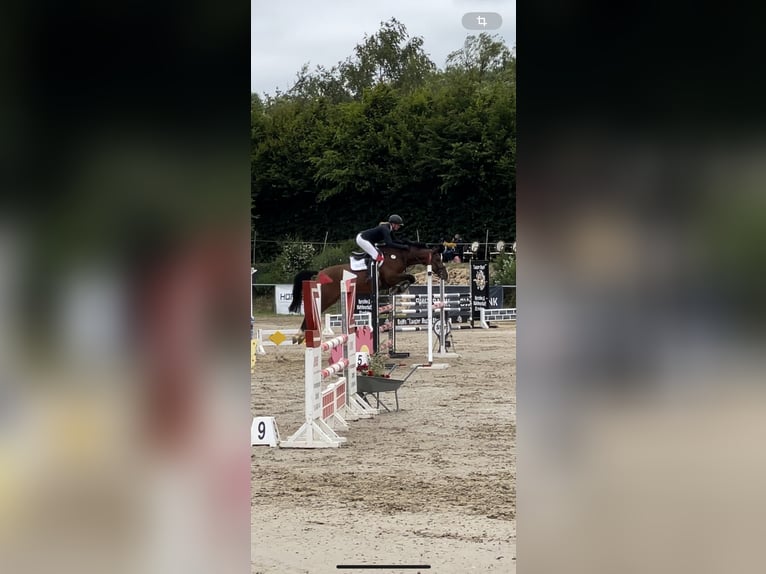 Oldenburg-International (OS) Mare 6 years 16,2 hh Brown in Schenklengsfeld