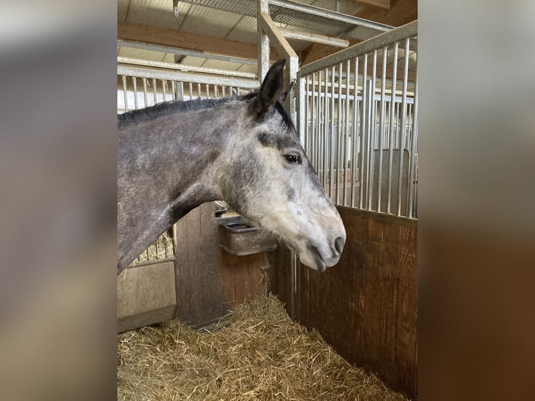 Oldenburg-International (OS) Mare 6 years 16,2 hh Gray-Dark-Tan in Walzbachta