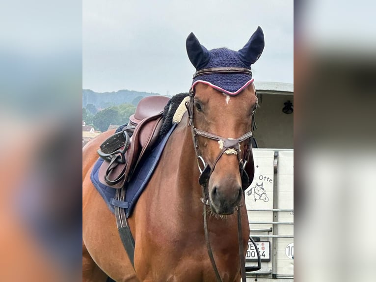 Oldenburg-International (OS) Mare 6 years 16 hh Brown in Dissen am Teutoburger Wald