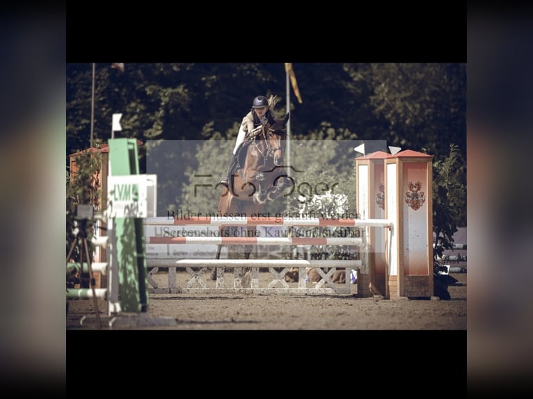 Oldenburg-International (OS) Mare 6 years 17,1 hh Bay-Dark in Wallenhorst