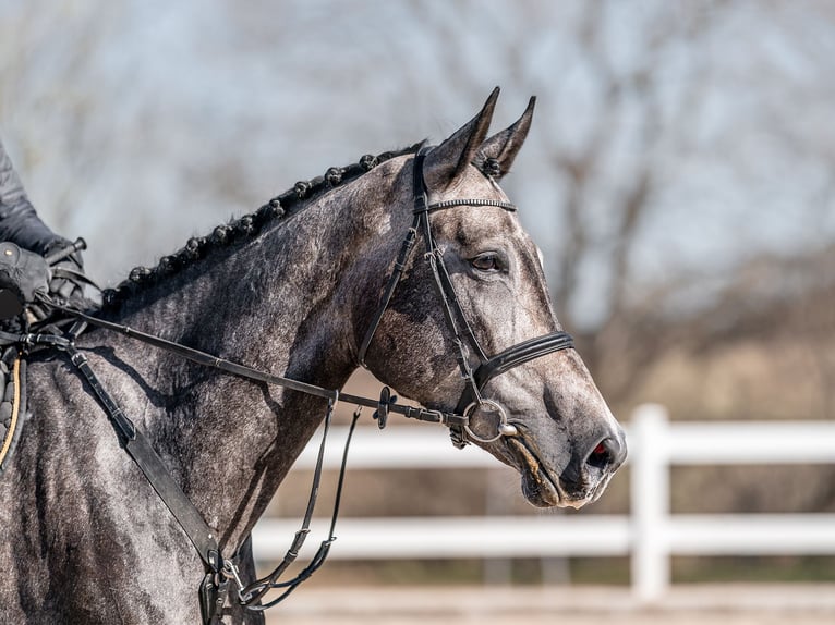 Oldenburg-International (OS) Mare 6 years 17 hh Gray in Zduchovice