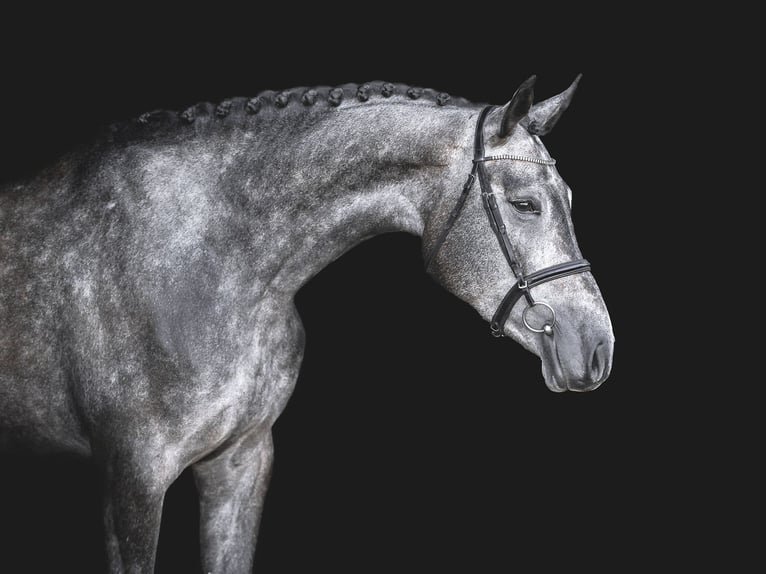 Oldenburg-International (OS) Mare 6 years 17 hh Gray in Zduchovice