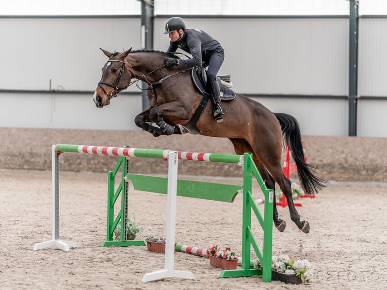 Oldenburg-International (OS) Mare 7 years 17 hh Bay in Zduchovice