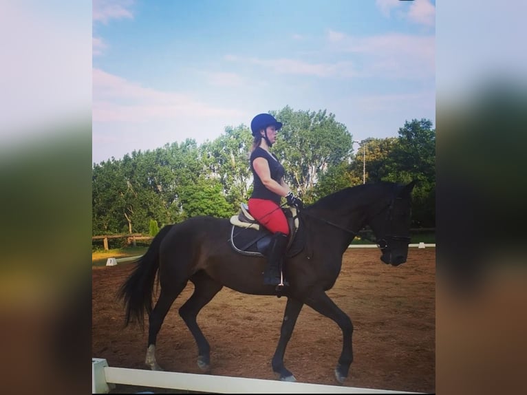 Oldenburg-International (OS) Mare 8 years 16,1 hh Bay-Dark in Mechelroda