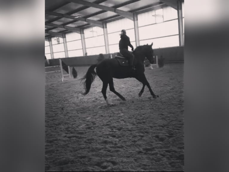 Oldenburg-International (OS) Mare 8 years 16,1 hh Bay-Dark in Mechelroda