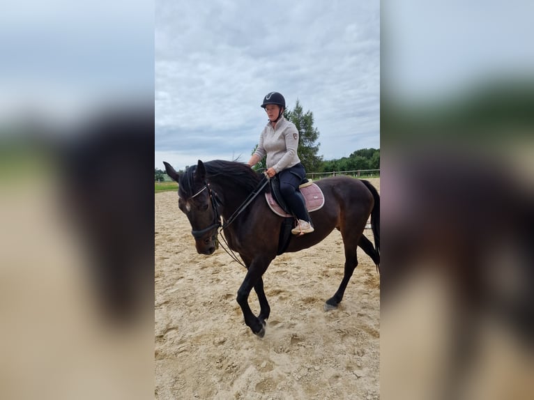 Oldenburg-International (OS) Mare 8 years 16,1 hh Bay-Dark in Meerane