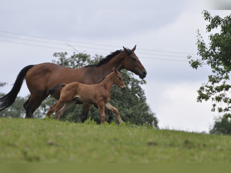 Oldenburg-International (OS) Mare 8 years 16,1 hh Brown in Gummersbach