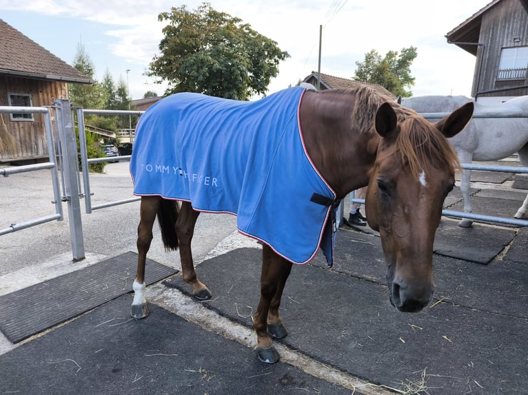 Oldenburg-International (OS) Mare 8 years 16,1 hh Chestnut-Red in Winterberg ZH