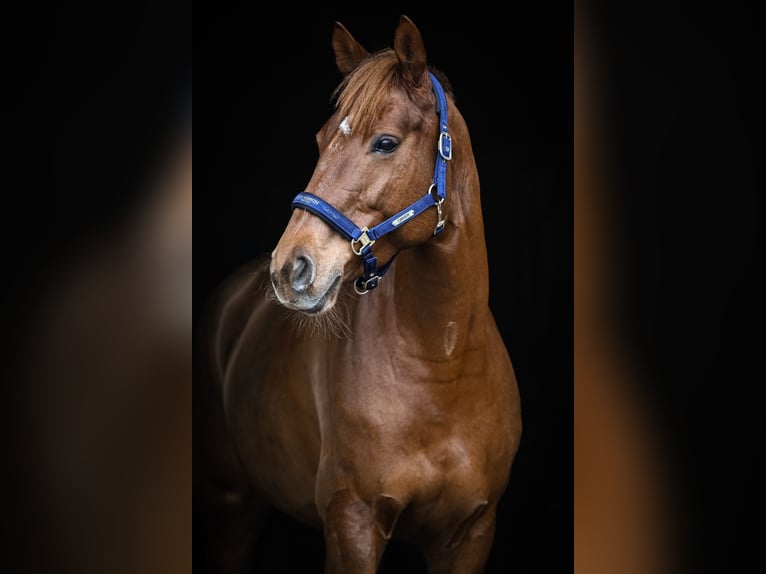 Oldenburg-International (OS) Mare 8 years 16,1 hh Chestnut-Red in Winterberg ZH