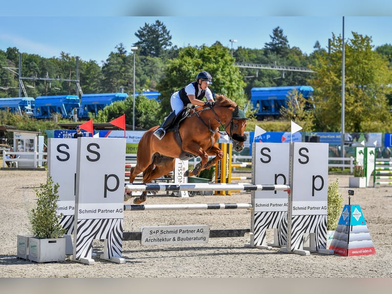 Oldenburg-International (OS) Mare 8 years 16,1 hh Chestnut-Red in Winterberg ZH