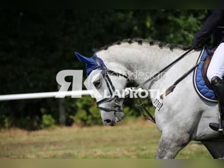 Oldenburg-International (OS) Mare 8 years 16,1 hh Gray in Holdorf