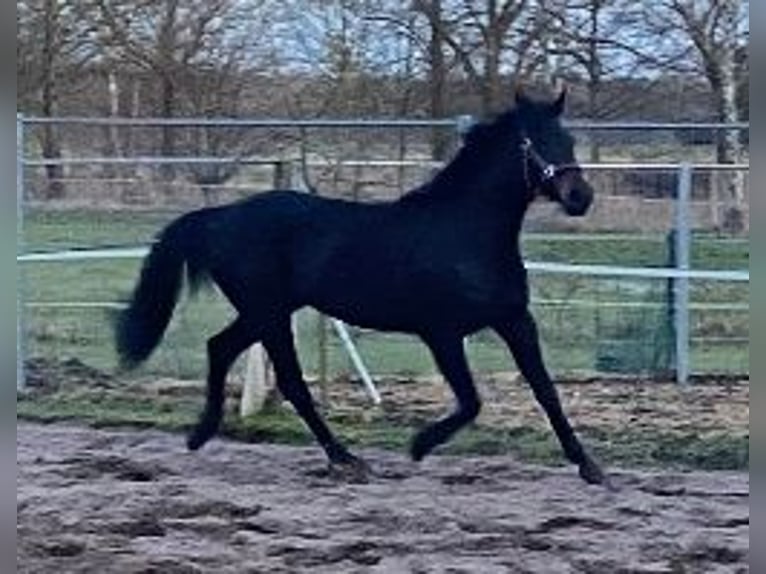 Oldenburg-International (OS) Mare 8 years 16,1 hh Smoky-Black in Kummersdorf