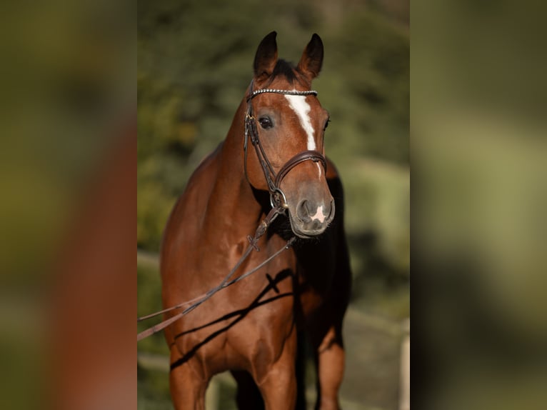 Oldenburg-International (OS) Mare 8 years 16,2 hh Brown in Kürten