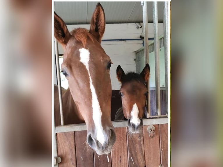 Oldenburg-International (OS) Mare 8 years 16,2 hh Chestnut-Red in Hüllhorst