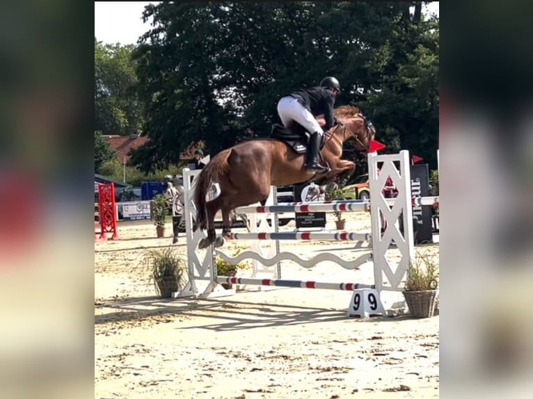 Oldenburg-International (OS) Mare 8 years 16,2 hh Chestnut-Red in Hüllhorst