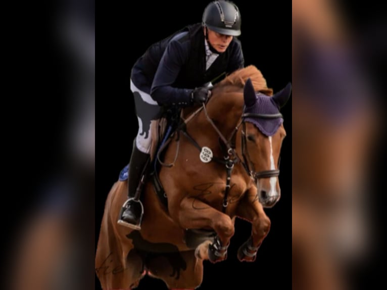 Oldenburg-International (OS) Mare 8 years 16,2 hh Chestnut-Red in Hüllhorst