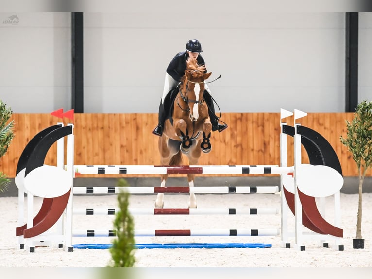 Oldenburg-International (OS) Mare 8 years 16,2 hh Chestnut-Red in Kórnik