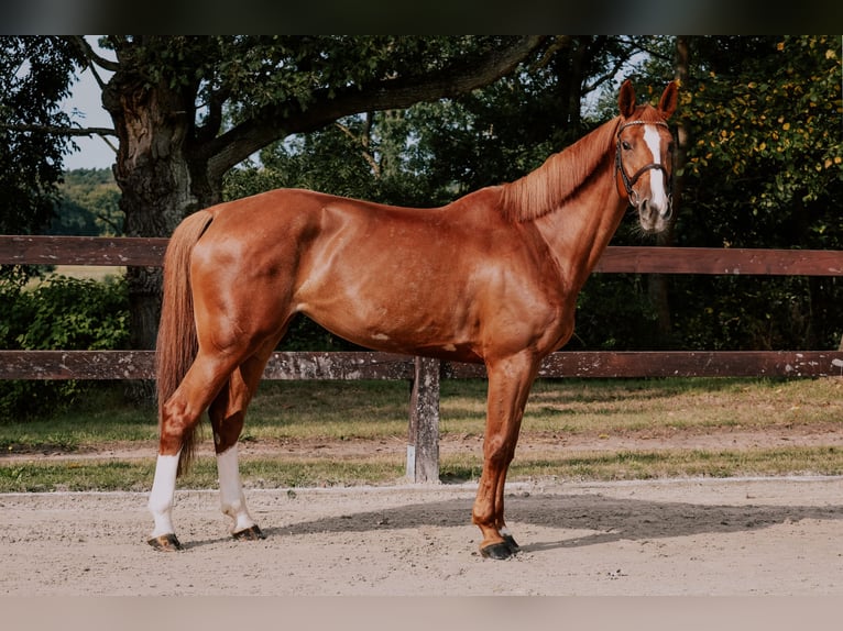 Oldenburg-International (OS) Mare 8 years 16,2 hh Chestnut-Red in Kórnik