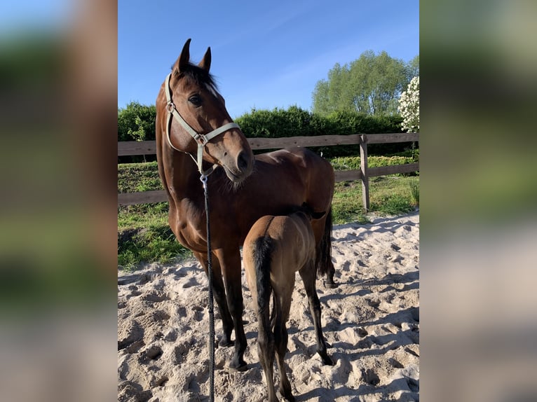 Oldenburg-International (OS) Mare 8 years 17 hh Brown in Hödingen