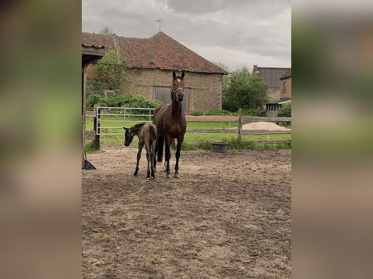 Oldenburg-International (OS) Mare 8 years 17 hh Brown in Hödingen