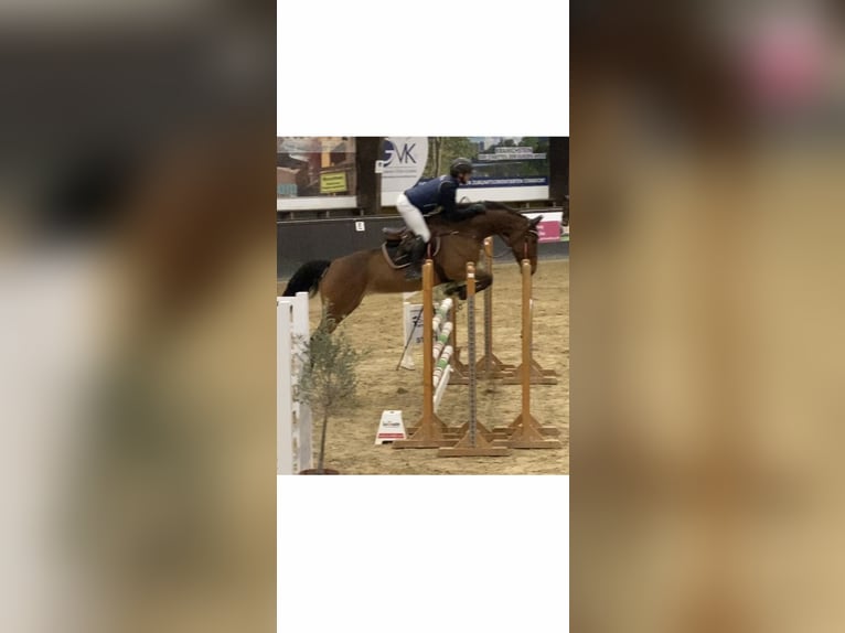 Oldenburg-International (OS) Mare 9 years 16,2 hh Brown in Bad Kreuznach