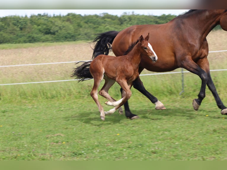 Oldenburg-International (OS) Mare Foal (05/2024) 16,1 hh Brown in Morbach