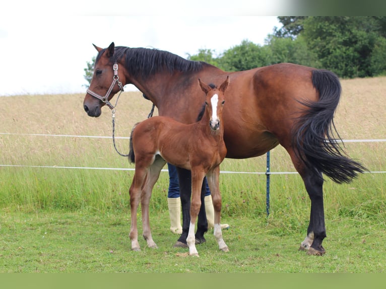 Oldenburg-International (OS) Mare Foal (05/2024) 16,1 hh Brown in Morbach