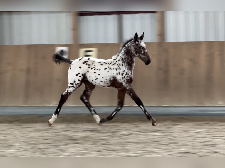 Oldenburg-International (OS) Mare Foal (06/2024) 16,1 hh Leopard-Piebald in Berg