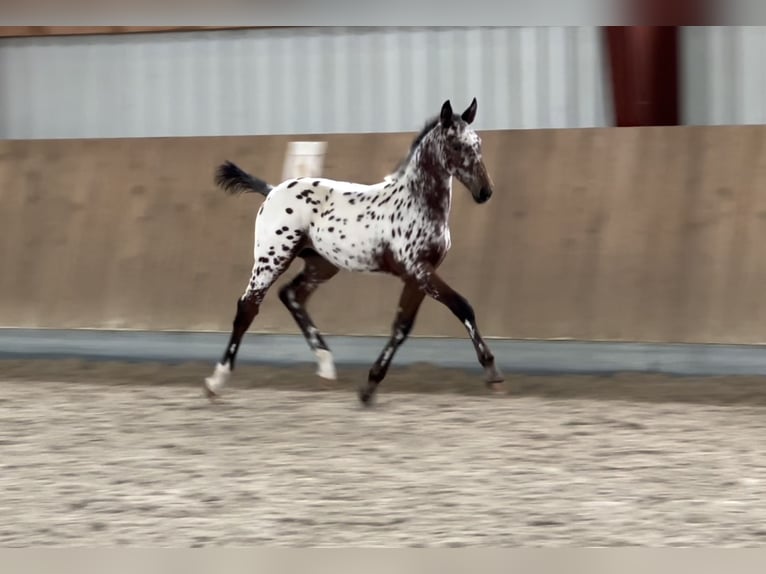 Oldenburg-International (OS) Mare Foal (06/2024) 16,1 hh Leopard-Piebald in Berg