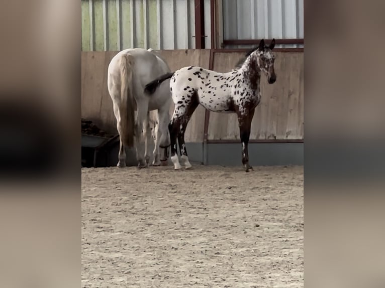 Oldenburg-International (OS) Mare Foal (06/2024) 16,1 hh Leopard-Piebald in Berg