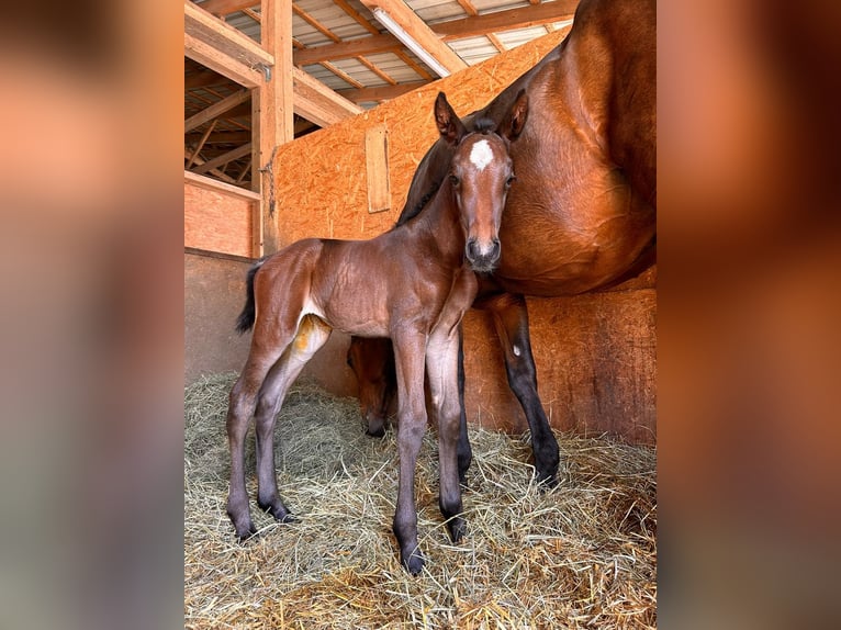 Oldenburg-International (OS) Mare Foal (06/2024) 16,2 hh Brown in Dietfurt an der Altmühl