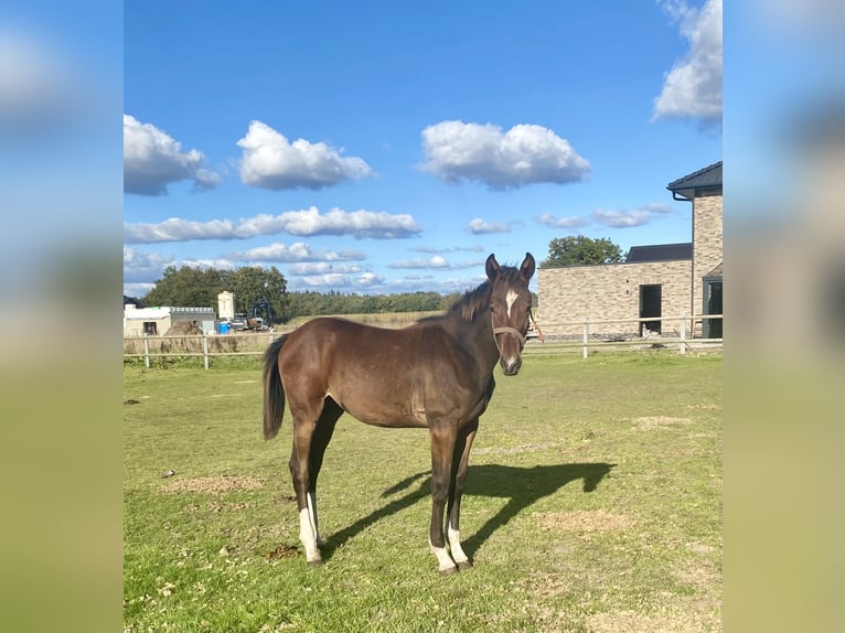 Oldenburg-International (OS) Mare Foal (04/2024) Bay-Dark in Garrel