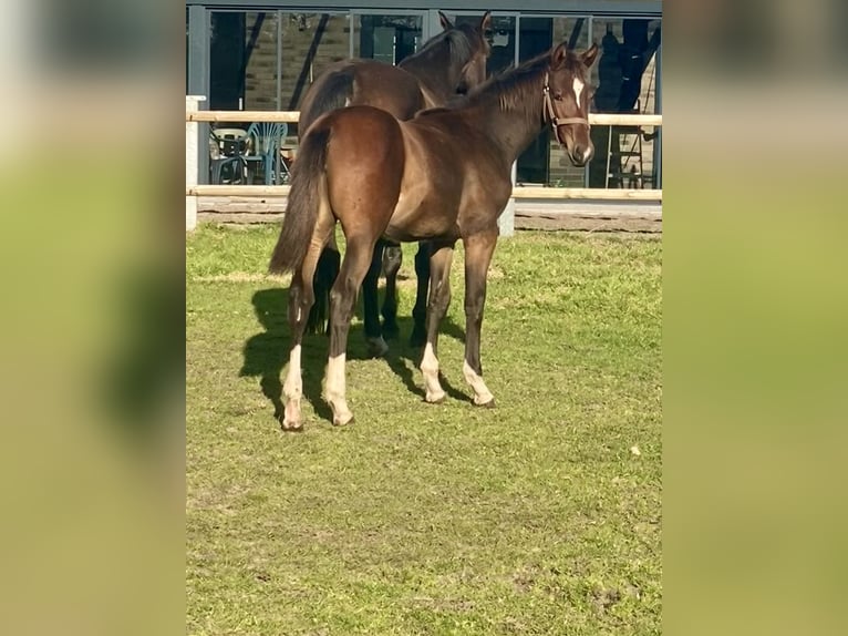 Oldenburg-International (OS) Mare Foal (04/2024) Bay-Dark in Garrel