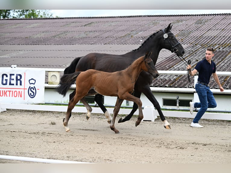 Oldenburg-International (OS) Mare Foal (04/2024) Bay-Dark in Pfalzgrafenweiler