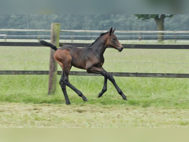 Oldenburg-International (OS) Mare Foal (05/2024) Bay-Dark in Werlte