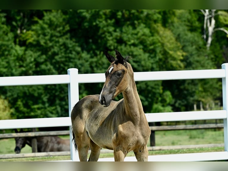 Oldenburg-International (OS) Mare Foal (05/2024) Brown in Fontaine-l&#39;Abbé