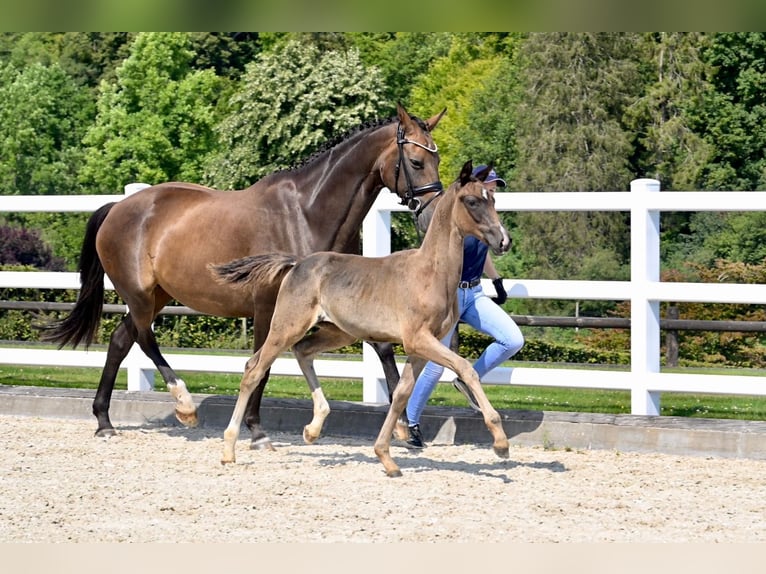 Oldenburg-International (OS) Mare Foal (05/2024) Brown in Fontaine-l&#39;Abbé