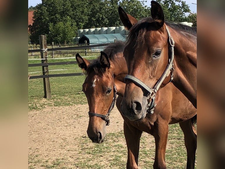 Oldenburg-International (OS) Mare Foal (04/2024) Brown in Hiddenhausen