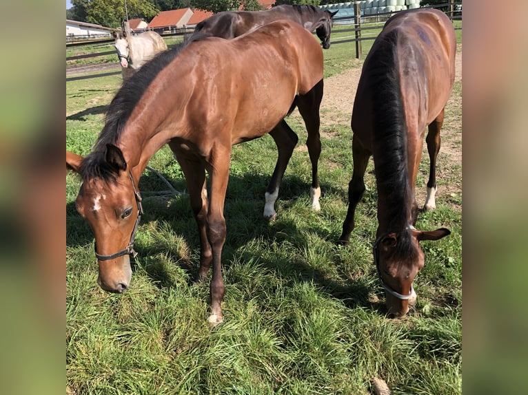 Oldenburg-International (OS) Mare Foal (04/2024) Brown in Hiddenhausen