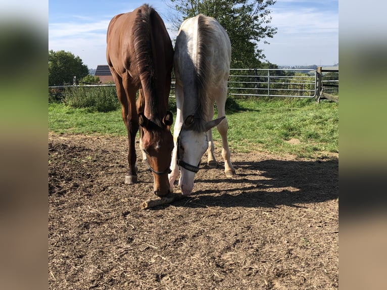 Oldenburg-International (OS) Mare Foal (04/2024) Brown in Hiddenhausen