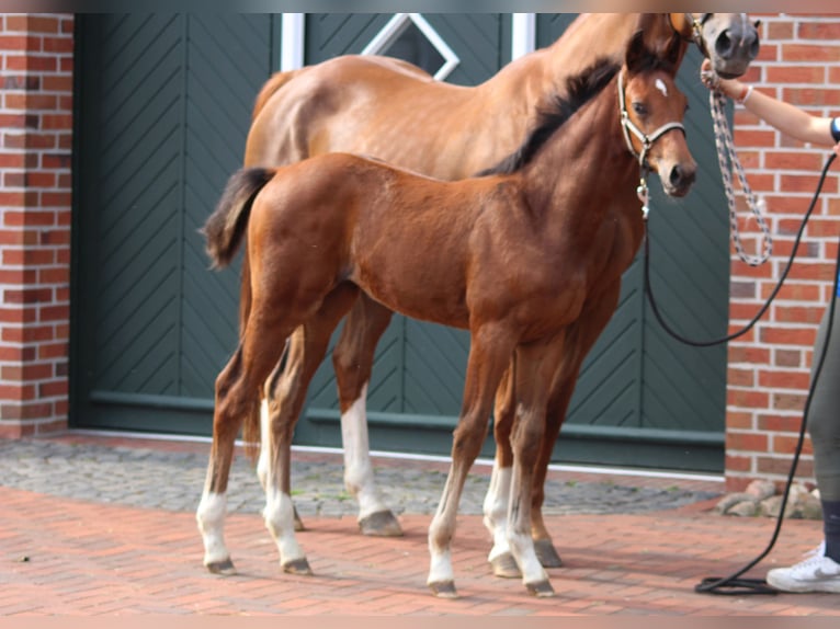 Oldenburg-International (OS) Mare Foal (04/2024) Brown in Garrel