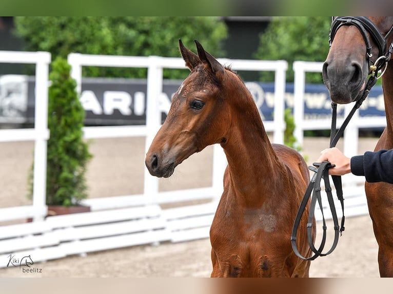 Oldenburg-International (OS) Mare Foal (04/2024) Brown in Holdorf