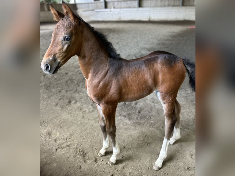 Oldenburg-International (OS) Mare Foal (06/2024) Brown in Imst