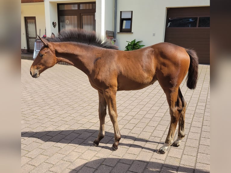 Oldenburg-International (OS) Mare Foal (04/2024) Brown in Lautertal