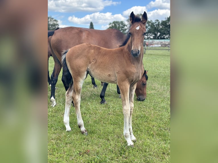 Oldenburg-International (OS) Mare Foal (03/2024) Brown in Rietz Neuendorf